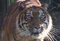 VIDEO: New tiger arrives from Germany