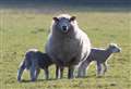Spring has sprung! Adorable lambs pictured