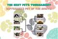 Vote in September's Kent Pets Tournament 