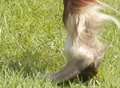 Pony left with hooves looking like 'Arabian slippers'