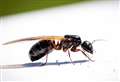 Flying ant day could see ‘bumper swarms’ that last for weeks