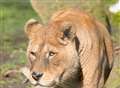 Sadness over death of park's popular lion