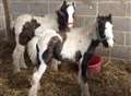 Shivering foals abandoned in field