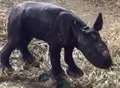 Video: Newborn black rhino takes first steps