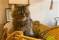 We visit quirky Kent cat cafe that’s a UK first