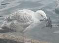 Gull guzzles duck whole on rat-plagued pond