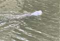 Seal spotted swimming in river