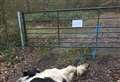 The cruellest of deaths as horse dies tied to gate