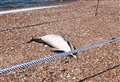 Investigation launched as dolphin found dead on Kent beach