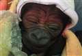 Underweight baby gorilla's great recovery