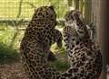 Love is in the air at big cat centre