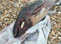 Dead porpoise left to rot on beach