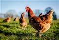 Bird flu restrictions lifted in Kent after flock culled