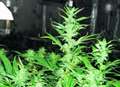Police find cannabis factory