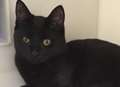 Abandoned black cats hope for a change in luck