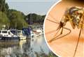 Plague of mosquitoes terrorising town
