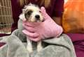 Tiny puppy left for dead in Morrisons bag