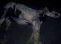 Shock photos show dead horse in field
