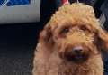 Stolen dog reunited with elderly owners