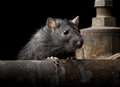 Rat-infested Shepherd Neame hotel fined £160,000