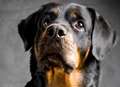 Armed robber scared off by rottweiler faces long prison sentence