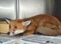 Orphaned fox cubs' lucky reunion