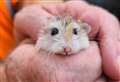 Dumped hamster narrowly escapes being crushed in bin lorry 