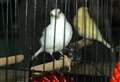Owner spitting feathers after theft of 40 birds