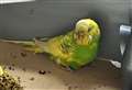 Escaped budgie finds new home
