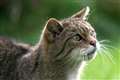 Wildcats bred in captivity released in national park