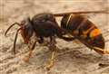 Asian hornets: what do they look like and who do you tell?
