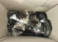 Kittens dumped in cardboard box