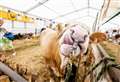 Kent County Show - here's what's happening