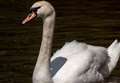 Injured swan causes motorway delays