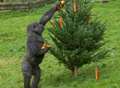 VIDEO: Ape-y Christmas for Kent's gorillas