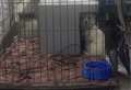 Dog being kept in faeces-filled cage