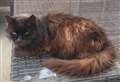 Dead cat found without ears and tail