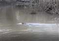 Watch rare wild beaver in Kent river