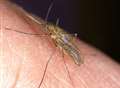 Study calls for probe into marsh mosquito virus risk