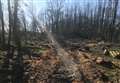 Hundreds of trees cut down by illegal loggers