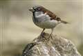 The Top 10 birds thriving in Kent's gardens revealed 