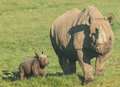 VIDEO: Baby rhino's birth and first public outing 