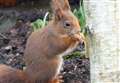 'Extinct' red squirrel running wild in Kent