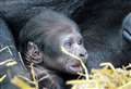 Reserve welcomes adorable baby gorilla