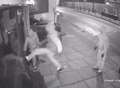 VIDEO: Thieves smash way into shop 