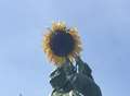 Youngster's sunflower stretches to the sky