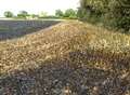Crops damaged by two field fires