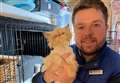 Aldi manager sets up cat rescue centre at home
