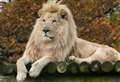 Sadness at death of 'indescribably beautiful' white lion