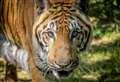 Heartbreak at tiger's death 